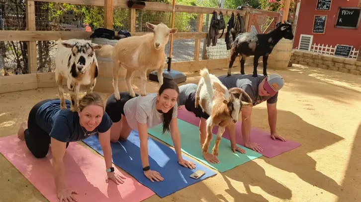 Nurses Get Special 'Thank-You' With Goat Yoga